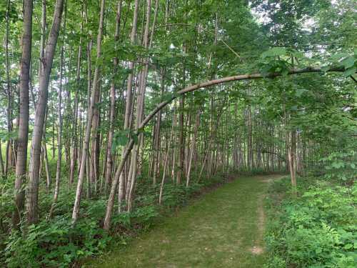 A serene forest path lined with tall trees, featuring a gentle arch of branches overhead.