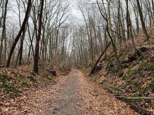 A winding dirt path through a leaf-covered forest with bare trees on either side.