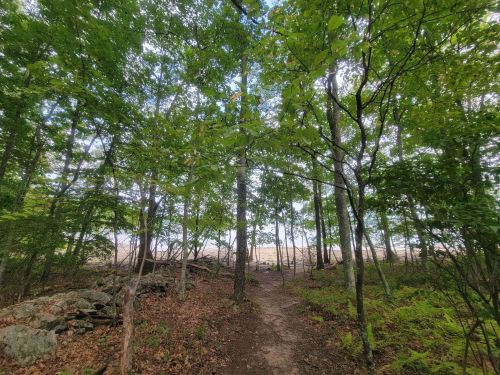 A wooded trail surrounded by lush green trees, leading to an open area with a glimpse of light in the distance.