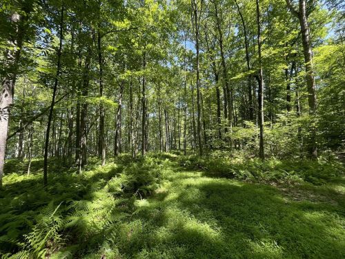 Lush green forest with tall trees and ferns, dappled sunlight filtering through the leaves.