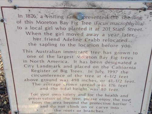 Sign detailing the history and significance of a Moreton Bay Fig tree, planted in 1876 in California.
