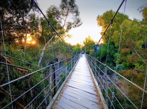A wooden suspension bridge surrounded by trees, leading into a sunset-lit path.
