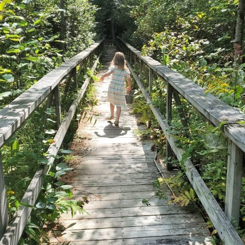 A child in a striped dress walks along a wooden path through a lush, green forest, carrying a bucket.