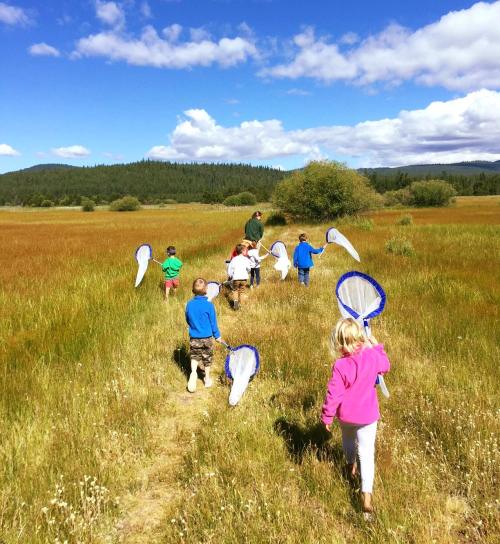 A group of children with butterfly nets walking through a grassy field on a sunny day, accompanied by an adult.