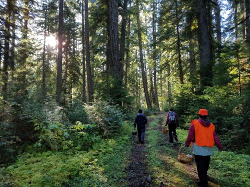 Three people walking on a forest path, carrying baskets, surrounded by tall trees and lush greenery. Sunlight filters through.
