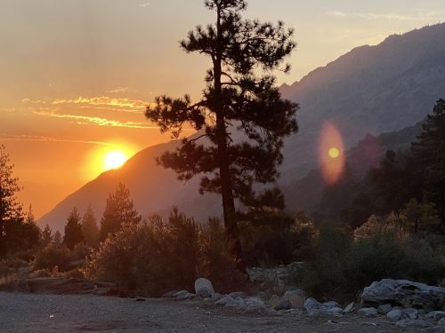 Sunset over mountains with a silhouette of a pine tree in the foreground, creating a serene natural landscape.
