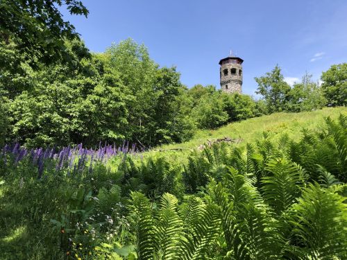 A stone tower rises above a lush green landscape, surrounded by ferns and purple flowers under a clear blue sky.