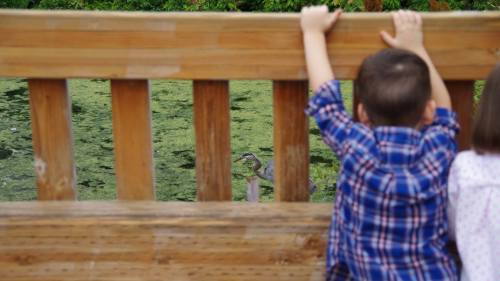 A child in a plaid shirt leans over a wooden railing, looking at a pond covered in green algae.