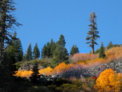 A vibrant hillside with autumn foliage in shades of orange and yellow, surrounded by evergreen trees against a clear blue sky.
