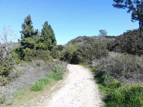 A sandy path winds through lush greenery and trees under a clear blue sky.