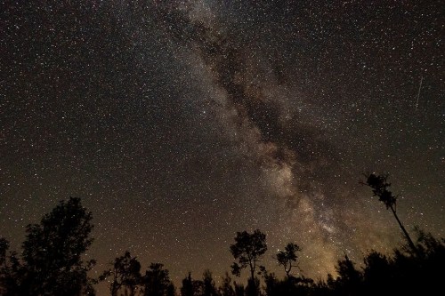 A starry night sky featuring the Milky Way, with silhouettes of trees in the foreground.