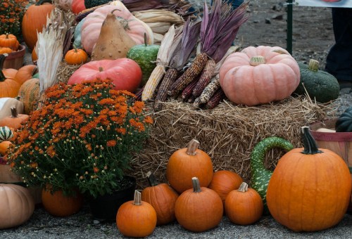 A variety of pumpkins, gourds, and colorful corn arranged on hay bales, with orange flowers in a pot nearby.