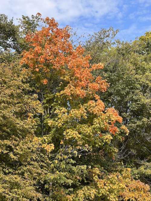 A vibrant tree with orange and green leaves against a blue sky, showcasing autumn colors.