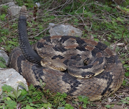 A coiled snake with a patterned body resting on the ground among rocks and greenery.