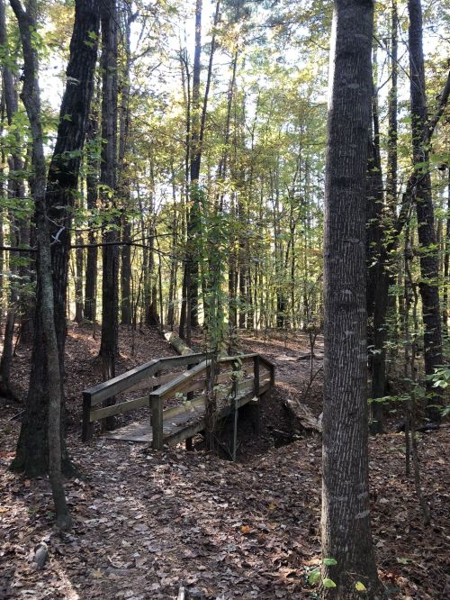 A wooden bridge crosses a small path in a sunlit forest with tall trees and fallen leaves on the ground.