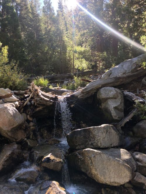 A serene forest scene featuring a small waterfall cascading over rocks, surrounded by lush greenery and sunlight.