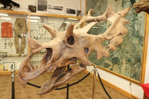 A large dinosaur skull displayed in a museum, showcasing intricate bone structures and features.
