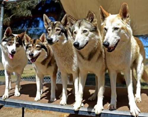 A group of five dogs standing on a platform, showcasing various fur colors and patterns.