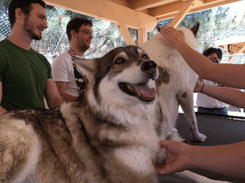 A happy dog sits on a table while people interact with it and another dog in a sunny outdoor setting.