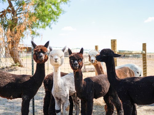 A group of six alpacas of various colors standing together in a sunny, fenced area.