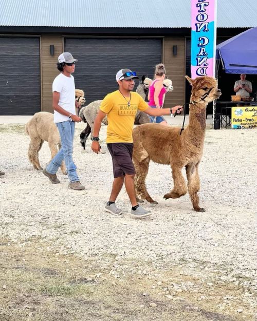 Two people walk alpacas on leashes at an outdoor event, with a tent and buildings in the background.