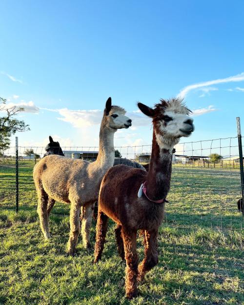 Two llamas stand in a grassy field under a blue sky, with a fence in the background.