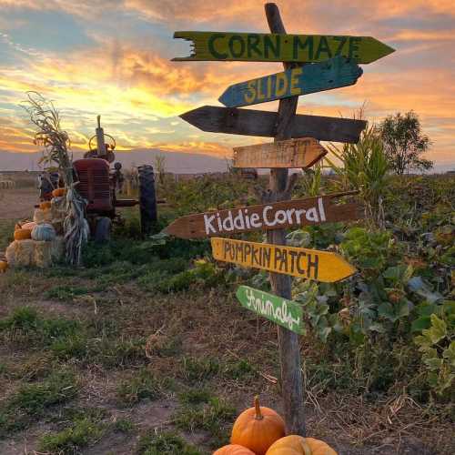 A wooden signpost with colorful arrows points to various attractions: corn maze, slide, kiddie corral, pumpkin, and animals.