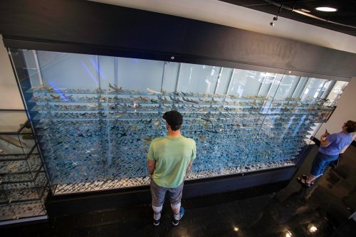 A person stands in front of a large display case filled with various colorful fish models.