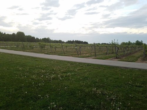 A scenic vineyard with rows of grapevines under a cloudy sky, bordered by a grassy path.