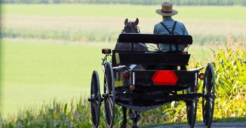 An Amish man rides a horse and buggy.