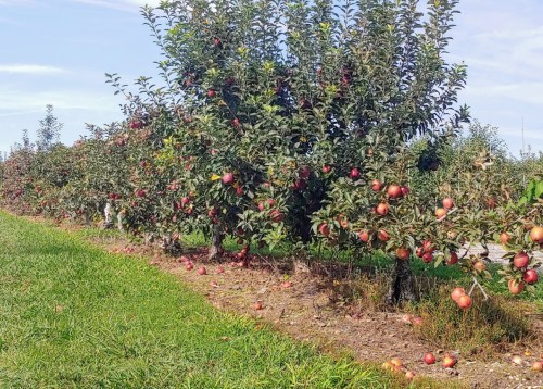 A row of apple trees laden with ripe apples, with some fallen fruit on the grass below.