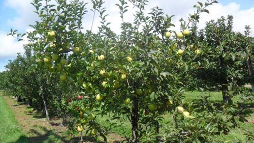 A lush apple orchard with green apples hanging from trees under a blue sky.