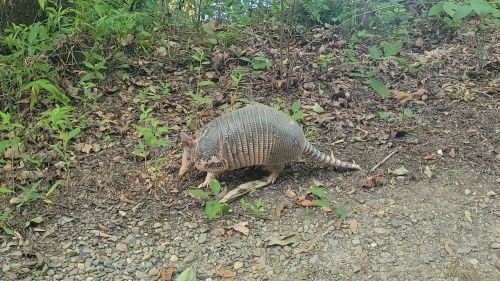 An armadillo walking on a dirt path surrounded by green foliage and scattered leaves.