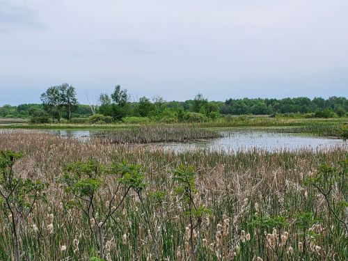 A serene wetland scene with tall grasses, cattails, and a calm water body under a cloudy sky.