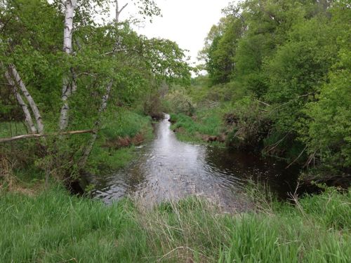 A serene river flows through lush greenery, surrounded by trees and tall grass on a cloudy day.