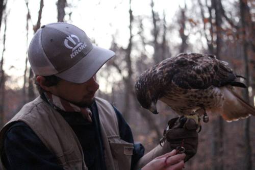 A person in a cap gently holds a hawk on their arm in a wooded area during dusk.