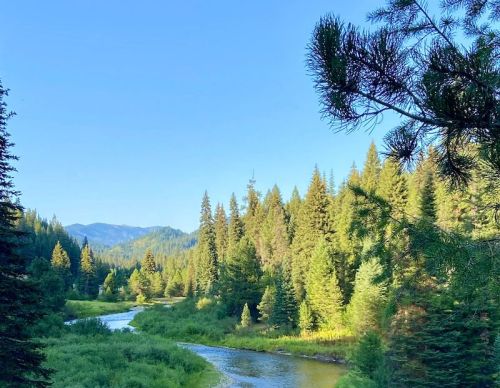 A serene river winding through a lush forest of tall pine trees under a clear blue sky.