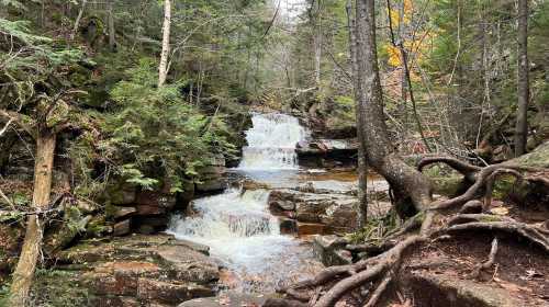 A serene forest scene featuring a cascading waterfall surrounded by lush greenery and rocky terrain.