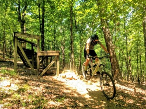 A mountain biker jumps over a small obstacle on a dirt trail surrounded by lush green trees.