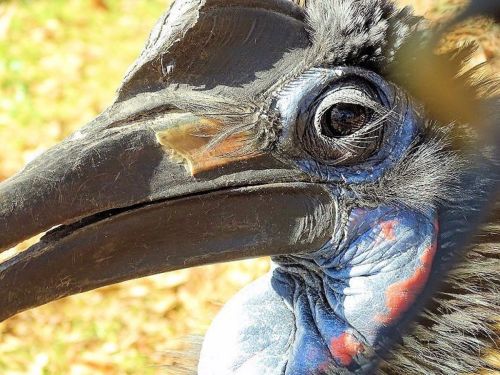 Close-up of a bird's head, showcasing its vibrant blue skin, large beak, and intricate feather details.