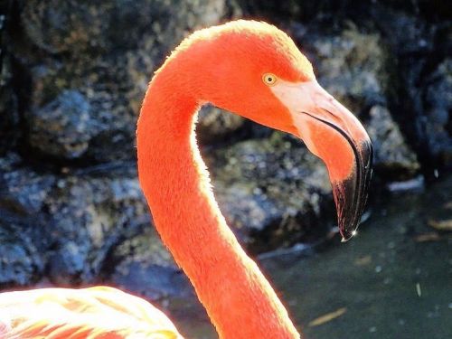 A close-up of a vibrant orange flamingo with a curved neck and distinctive black-tipped beak.