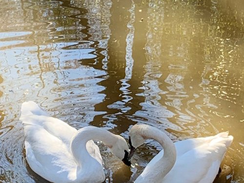 Two swans gracefully intertwine their necks in a serene pond, reflecting the surrounding nature in the water.