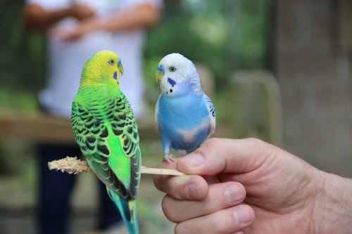 A hand holds two colorful budgerigars, one green and yellow, the other blue and white, perched on a stick.