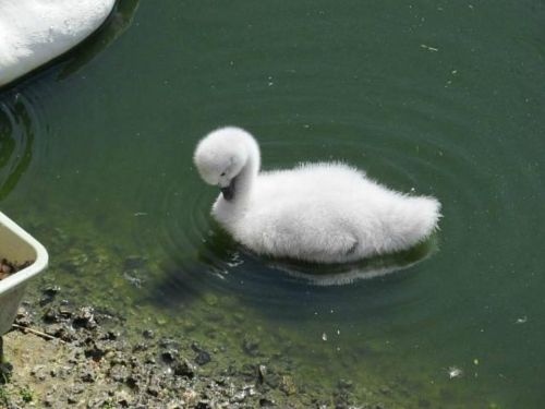 A fluffy cygnet swims in a pond, creating ripples in the water.