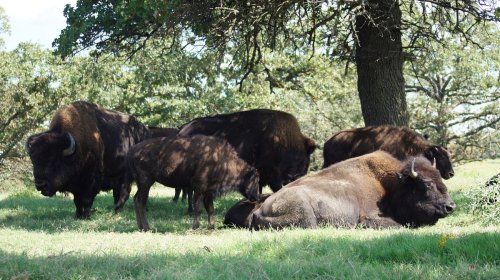 A group of bison grazing and resting in a grassy area under trees.