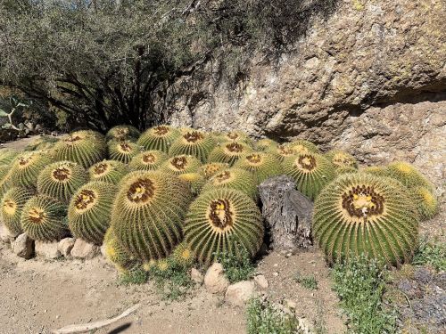 A cluster of round cacti with spines, set against a rocky background and sparse vegetation.