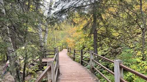 A wooden walkway winds through a forest with vibrant autumn foliage and tall trees on either side.