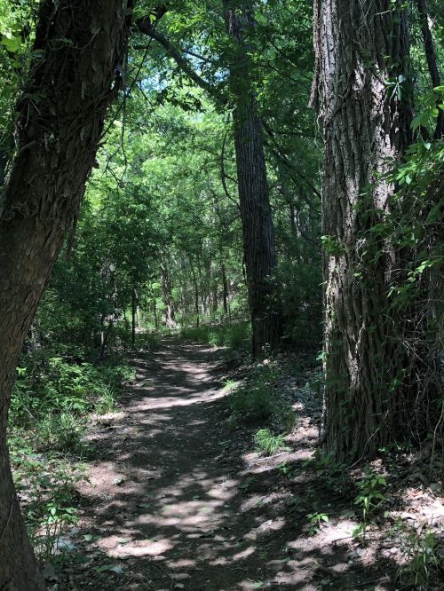 A narrow dirt path winding through a lush, green forest with tall trees on either side.