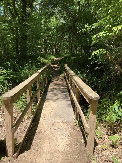 A wooden bridge spans a narrow path through a lush, green forest. Sunlight filters through the trees.