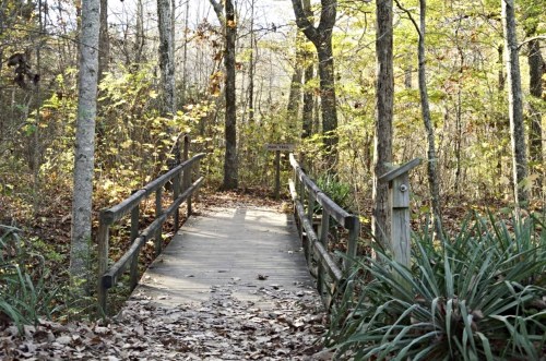 A wooden bridge leads through a forest with autumn leaves and greenery, surrounded by tall trees.